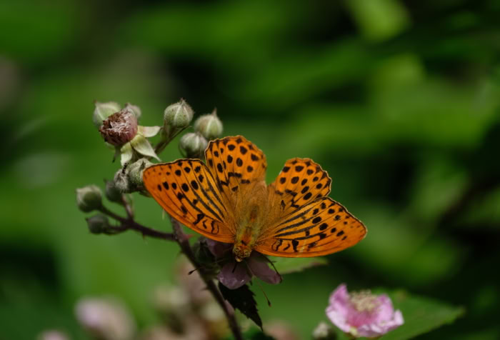 Vingefang: 54-70 mm. Vores største perlemorsommerfugl. Hunnerne er gennemgående størst. Hannen er orangerød med tydelige duftskælstriber i forvingen. Hunnen mere brunlig med pletter i forvingen.
