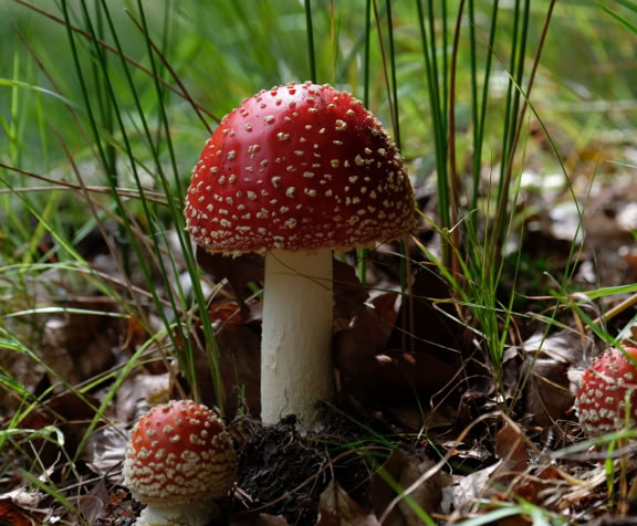 Hatten er normalt mellem 5-15 cm i diameter, postkasserød til orange og dækket af hvide skæl, som dog kan være mere eller mindre skyllet væk af regn eller eroderet af vejrliget. Lamellerne hvide og frie.