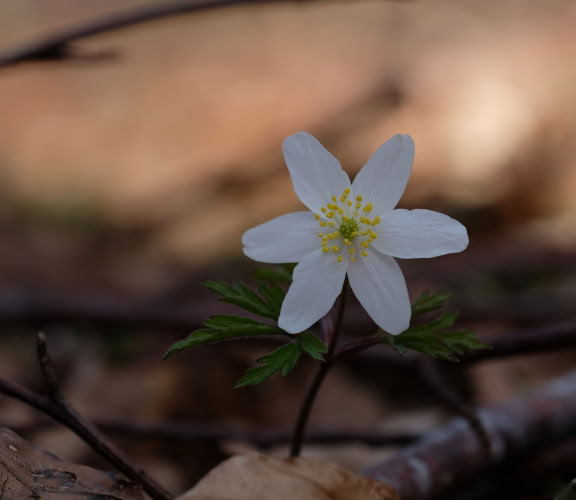 Der er 3 svøbblade eller stængelbade på blomsterstilken, med 10-35 mm lange, ret svagt hårede stilke; de er 3-delte med dybt snitdelte skarptakkede afsnit.